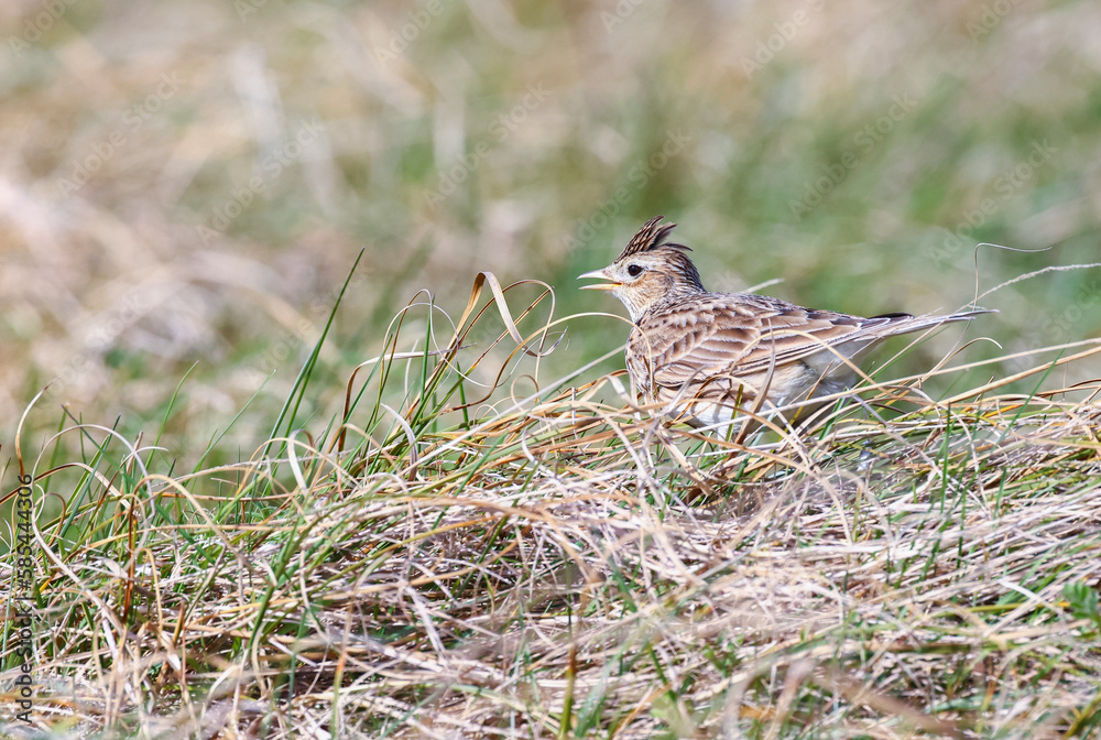 Eurasian skylark Eurasian skylark