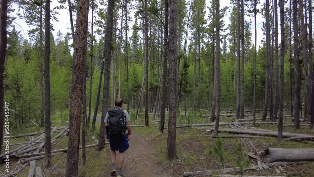 Man Hikes on Flat Trail Through Forest in Yellowstone Man Hikes on Flat Trail Through Forest in Yellowstone
