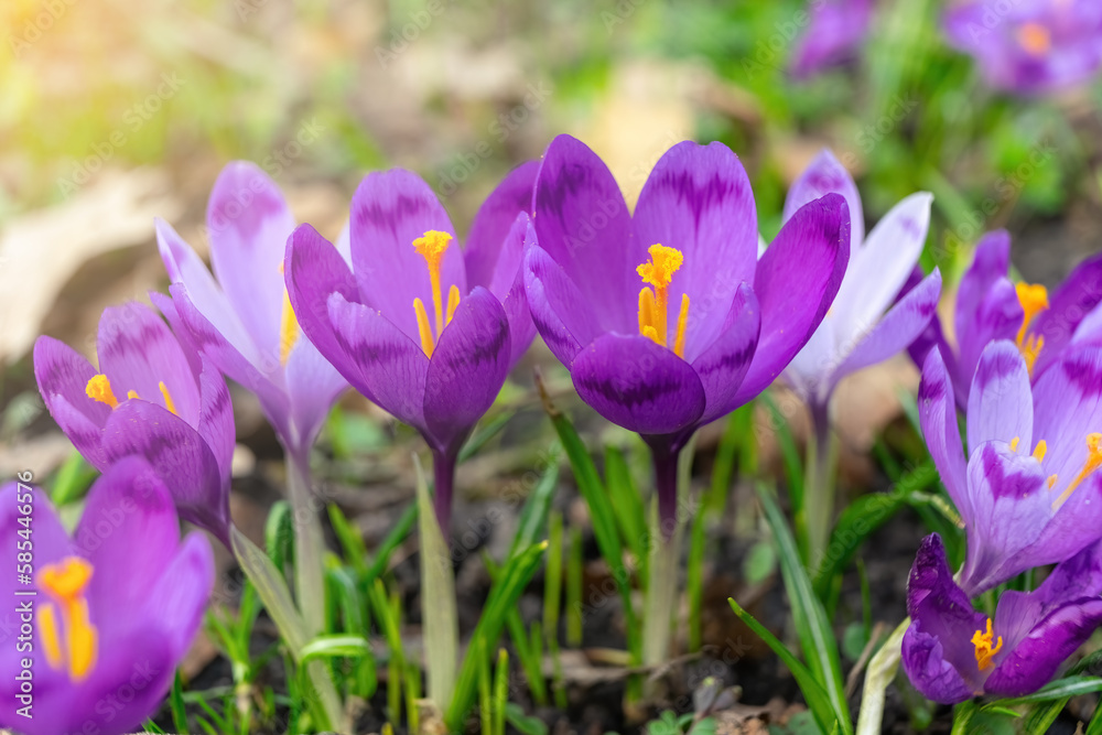 Blooming purple crocus flowers outdoors in a park, garden or forest. Springtime, floral, easter, nature. Macro, close up photo. Blooming purple crocus flowers outdoors in a park, garden or forest. Springtime, floral, easter, nature. Macro, close up photo.