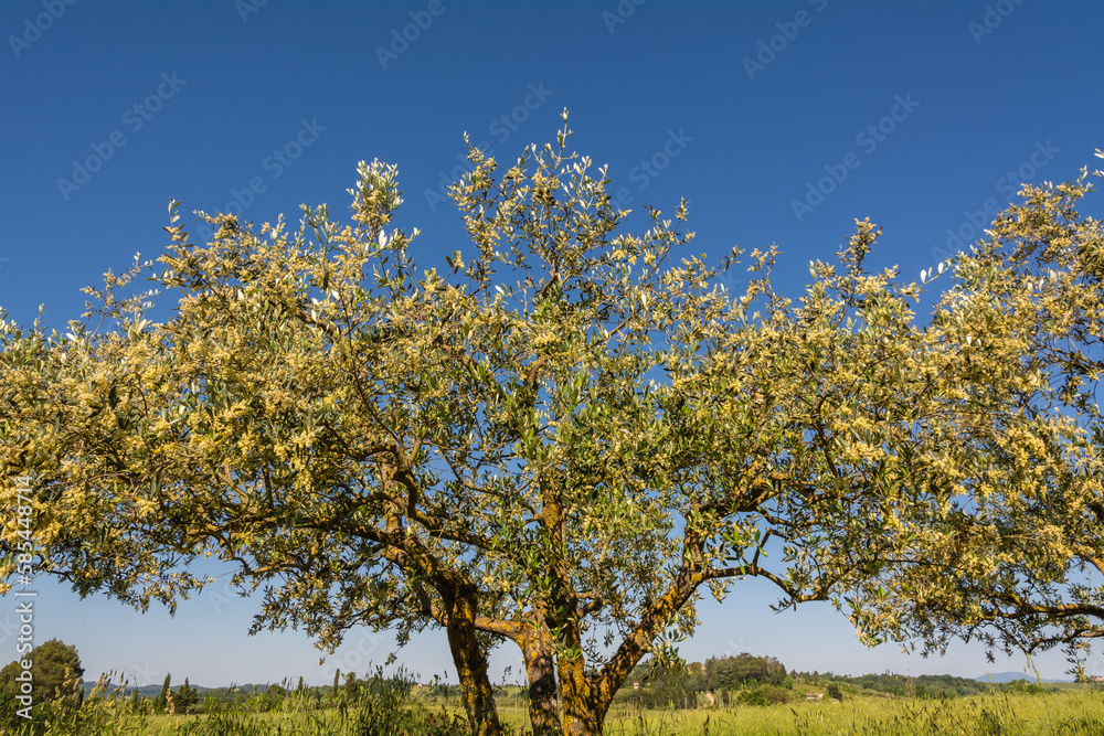 Olea europaea or olive trees farm - Tuscany region, central Italy - Europe Olea europaea or olive trees farm - Tuscany region, central Italy - Europe