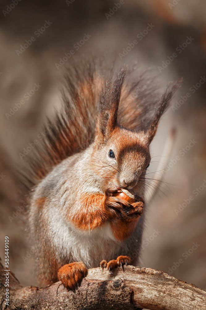 selective image of red squirrels eating nut on wooden stump selective image of red squirrels eating nut on wooden stump