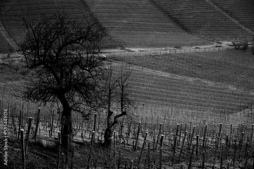 landscapes of the Piedmontese Langhe in black and white. vineyards and hills of Piedmont in the winter of 2023