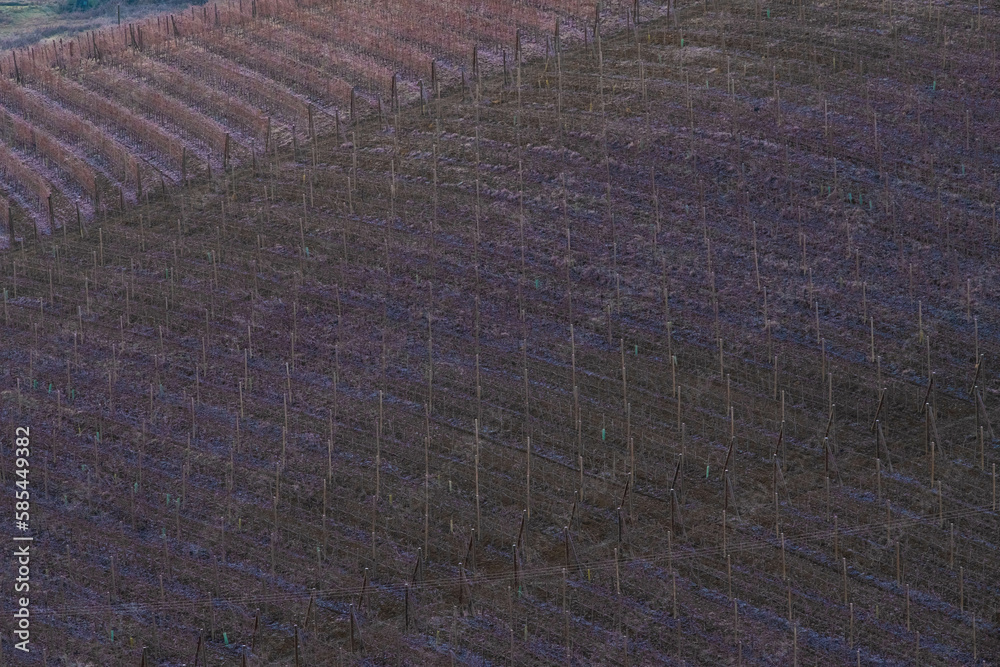 texture of vineyard rows in the Piedmontese Langhe in the winter of 2023 January