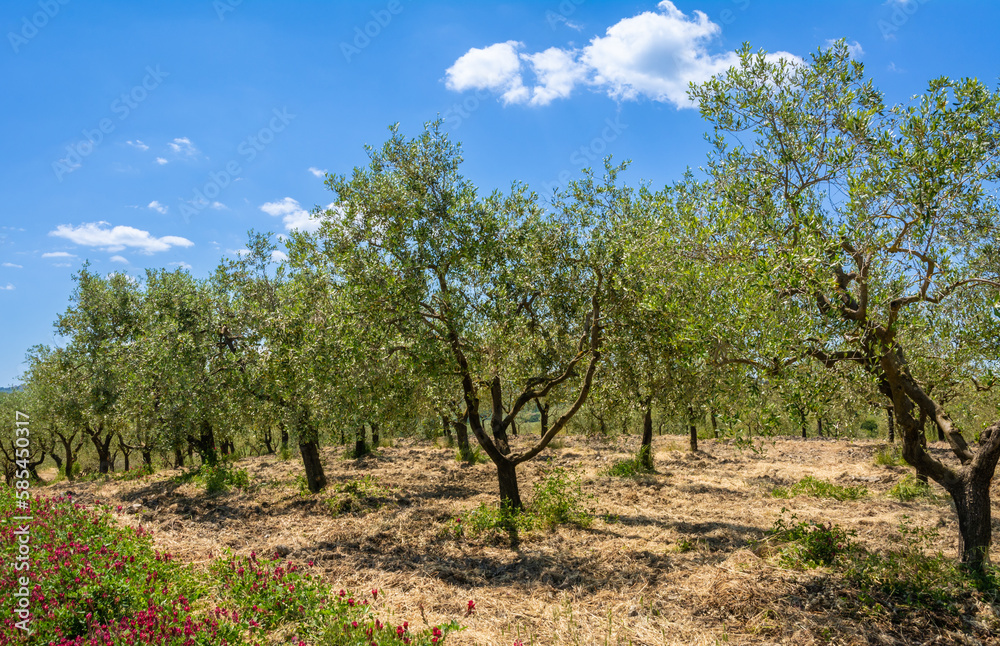 Field of olive trees aligned in the heard of Tuscany countryside in the spring season - Gambassi Terme, central Italy