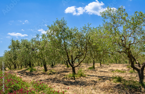 Field of olive trees aligned in the heard of Tuscany countryside in the spring season - Gambassi Terme  central Italy