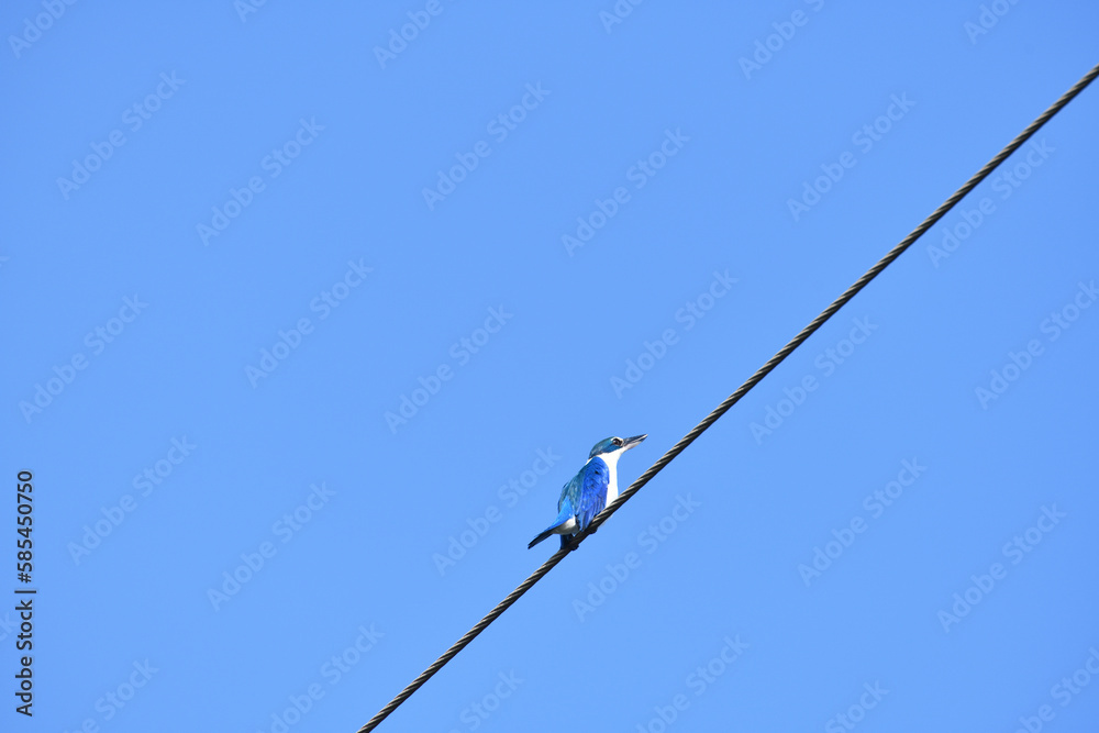 White - collared Kingfisher