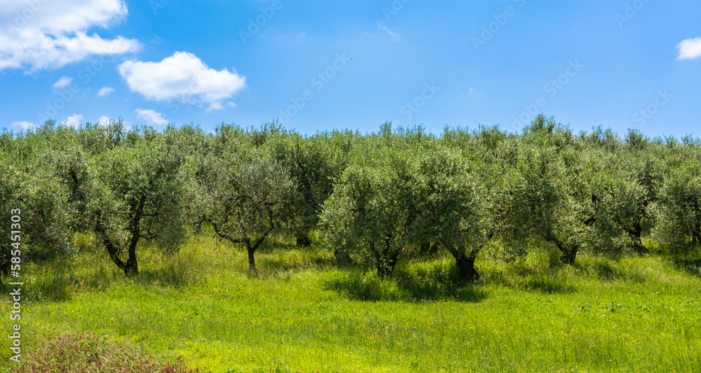 Field of olive trees aligned in the heard of Tuscany countryside in the spring season - Gambassi Terme, central Italy Field of olive trees aligned in the heard of Tuscany countryside in the spring season - Gambassi Terme, central Italy