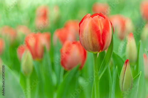 Field of red flowers. Dutch tulips are blooming in a spring garden. Flower banner for the florist  commercial greenhouse  flower farm or plant nursery.