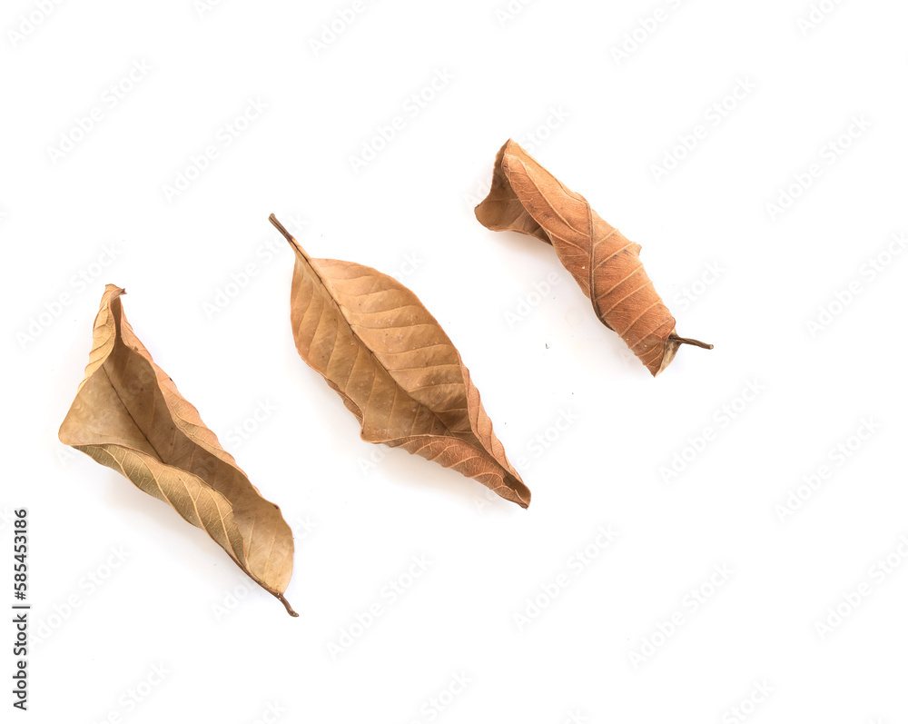 Set of dry leaf on white backgrounds. Set of dry leaf on white backgrounds.