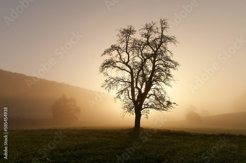 Schöne Silhouette eines Birnbaums zur goldenen Stunde. Leichter Morgennebel lässt den Hintergrund verblassen.
