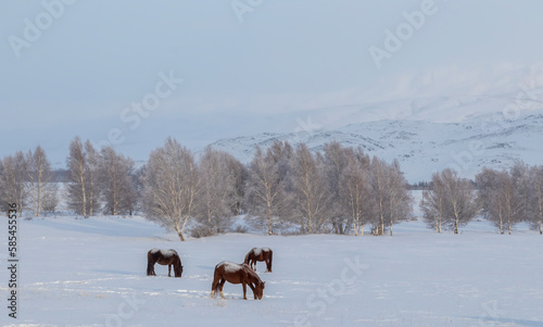 horse against the backdrop of mountains and a lot of snow and trees
