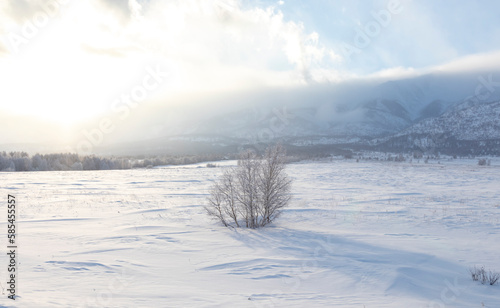 a bush in a field of a large amount of snow against the backdrop of a mountain with the sun