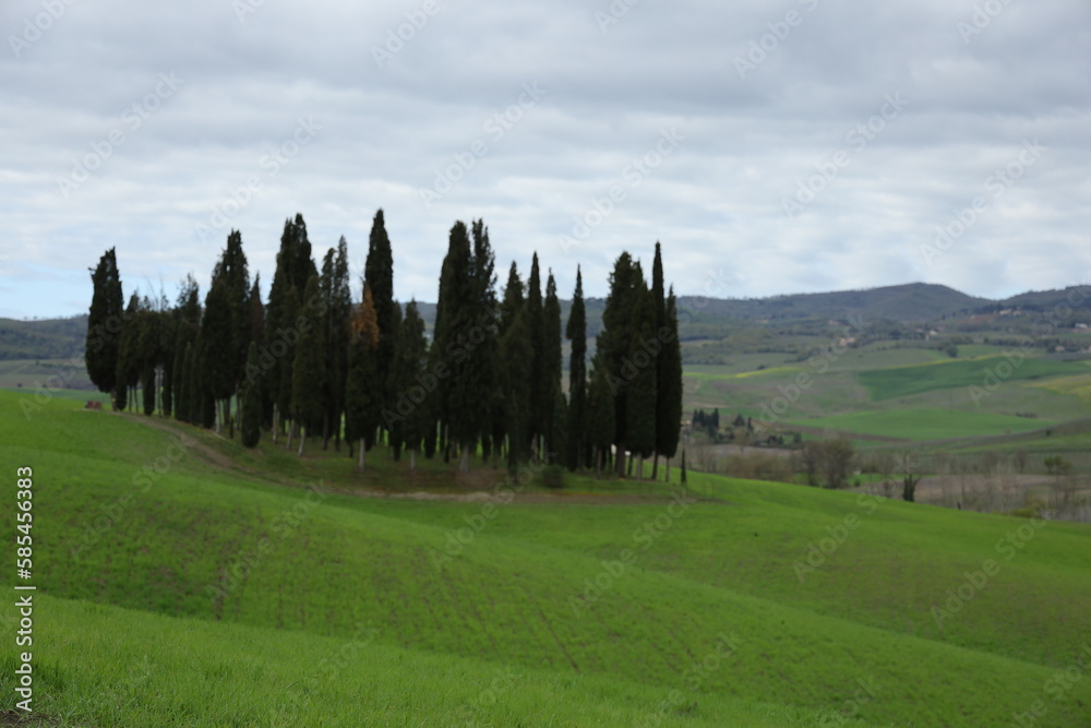 CIPRESSI SAN QUIRICO D'ORCIA