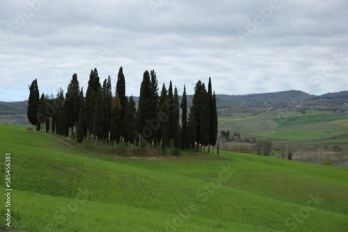 Obraz na płótnie CIPRESSI SAN QUIRICO D'ORCIA w salonie