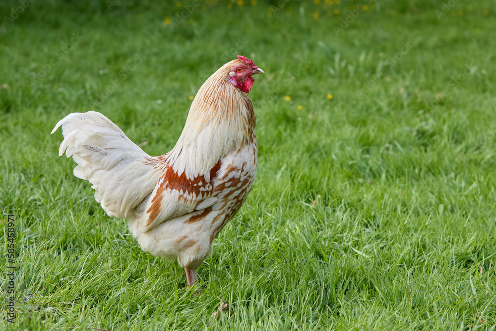 Fototapeta premium White young rooster free-range in garden
