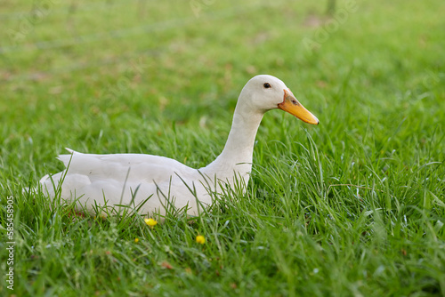 White Indian runner duck lays in grass