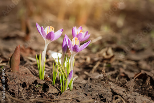 Purple Crocus Flowers in Spring. High quality photo.
