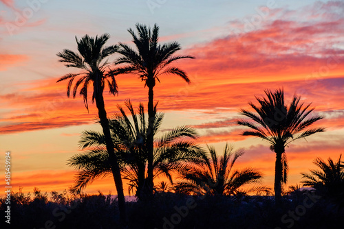 Beautiful sunset in the palm grove of Elche  declared a World Heritage Site. Located in the Valencian Community  Alicante province  Elche  Spain