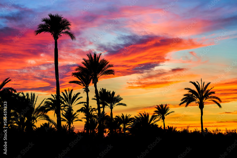 Beautiful sunset in the palmeral of Elche, declared a World Heritage Site. Located in the Valencian Community, Alicante province, Elche, Spain