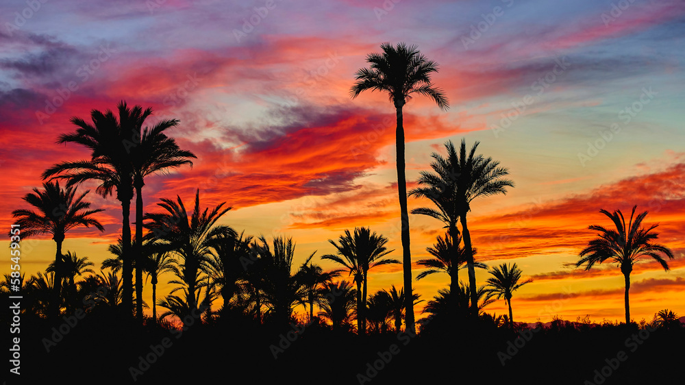 Beautiful sunset in the Palmeral of Elche, declared a World Heritage Site. Located in the Valencian Community, Alicante province, Elche, Spain