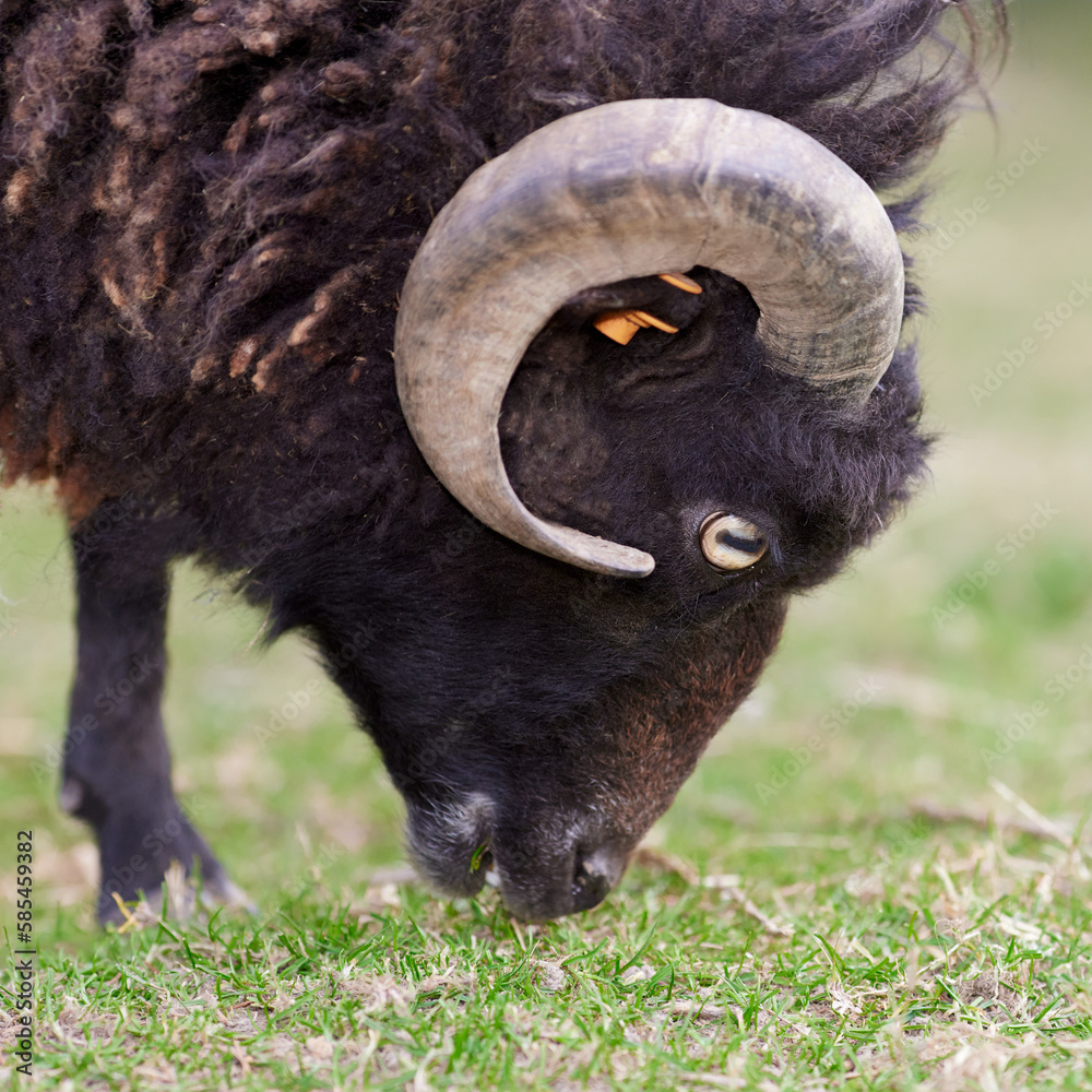 Close up head shot of brown ouessant sheep Close up head shot of brown ouessant sheep