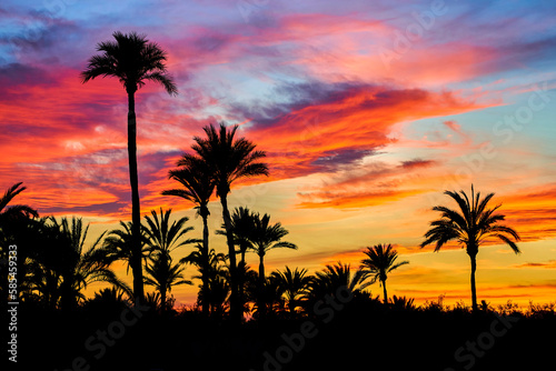 Beautiful sunset in the palmeral of Elche  declared a World Heritage Site. Located in the Valencian Community  Alicante province  Elche  Spain