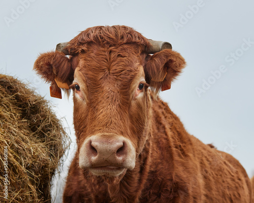 Close up head shot of brown limousin cow photo