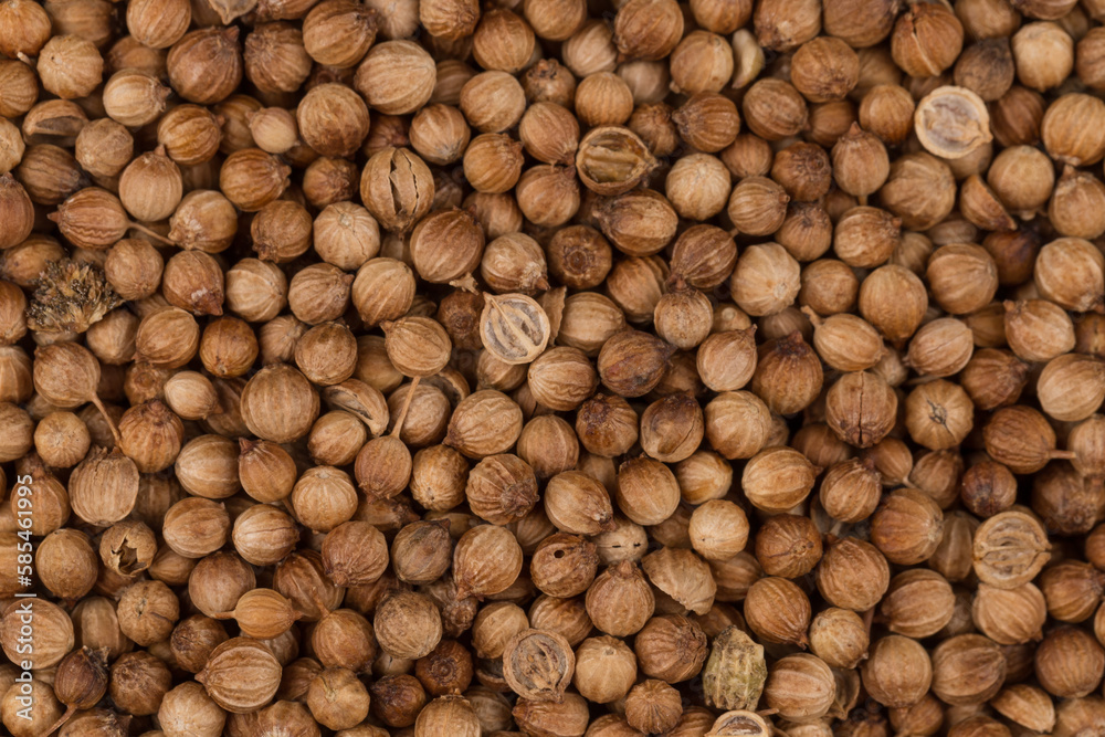 Close up of dried coriander seeds Close up of dried coriander seeds
