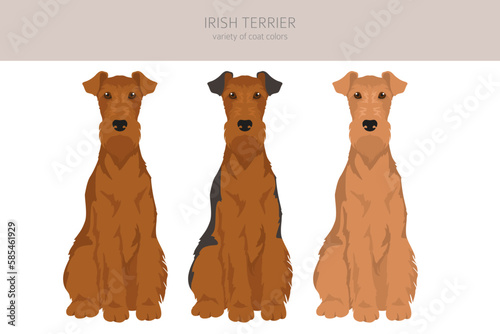 Irish terrier clipart. Different poses, coat colors set