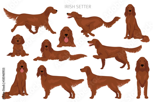 Irish red setter clipart. Different poses, coat colors set