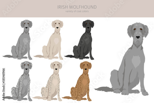Irish wolfhound clipart. Different poses, coat colors set