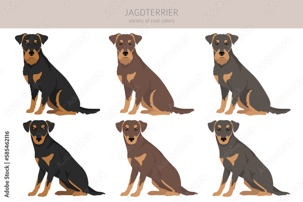 Jagdterrier clipart. Different poses, coat colors set