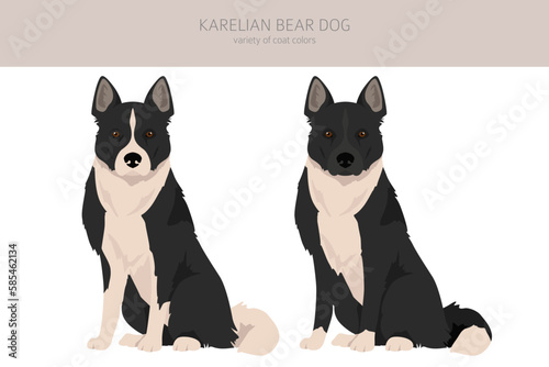 Karelian bear dog clipart. Different poses, coat colors set