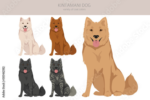 Kintamani Bali dog clipart. Different coat colors set