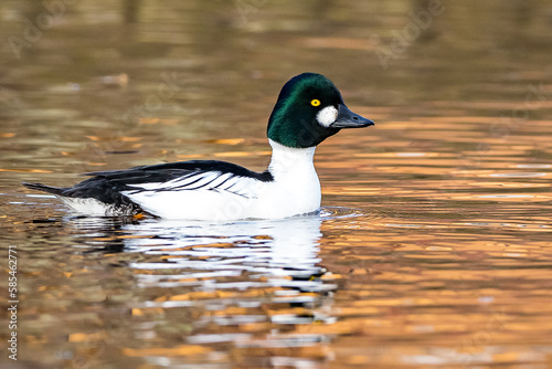 Common goldeneye photo