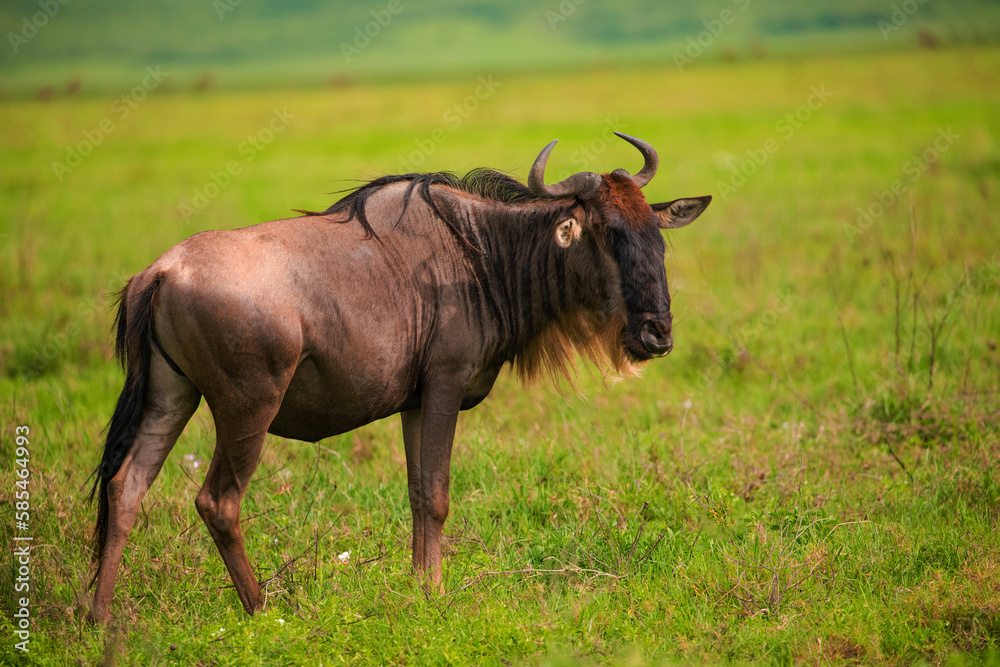 Blue wildebeest stands eyeing camera in grassland in national african reserve Blue wildebeest stands eyeing camera in grassland in national african reserve