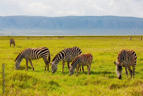 Zebra in the grass nature habitat  National Park of Tanzania. Wildlife scene from nature  Africa Ngorongoro crater