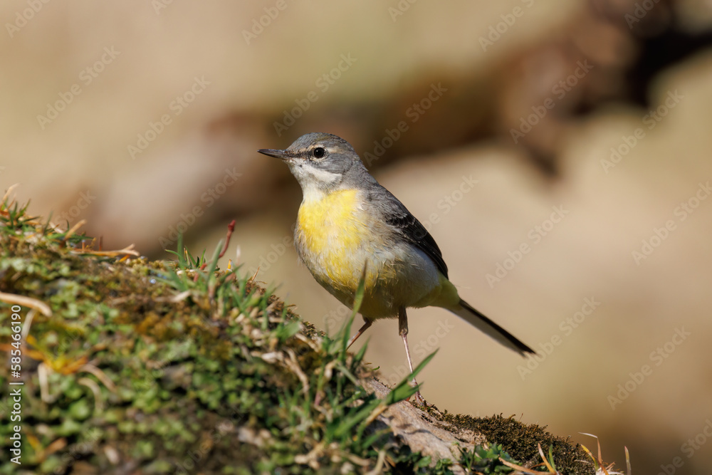 Fototapeta premium Gray wagtail 