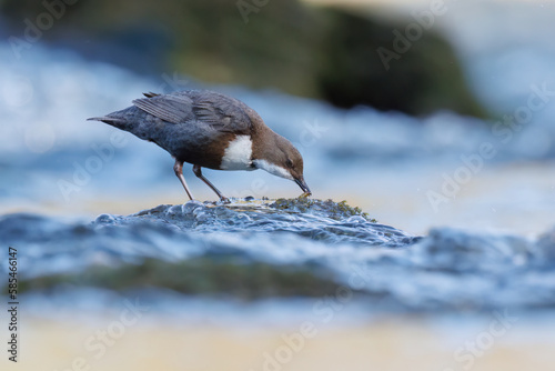 Εκτύπωση καμβά White-throated dipper