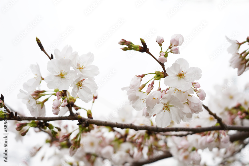 桜の花と蕾と枝と