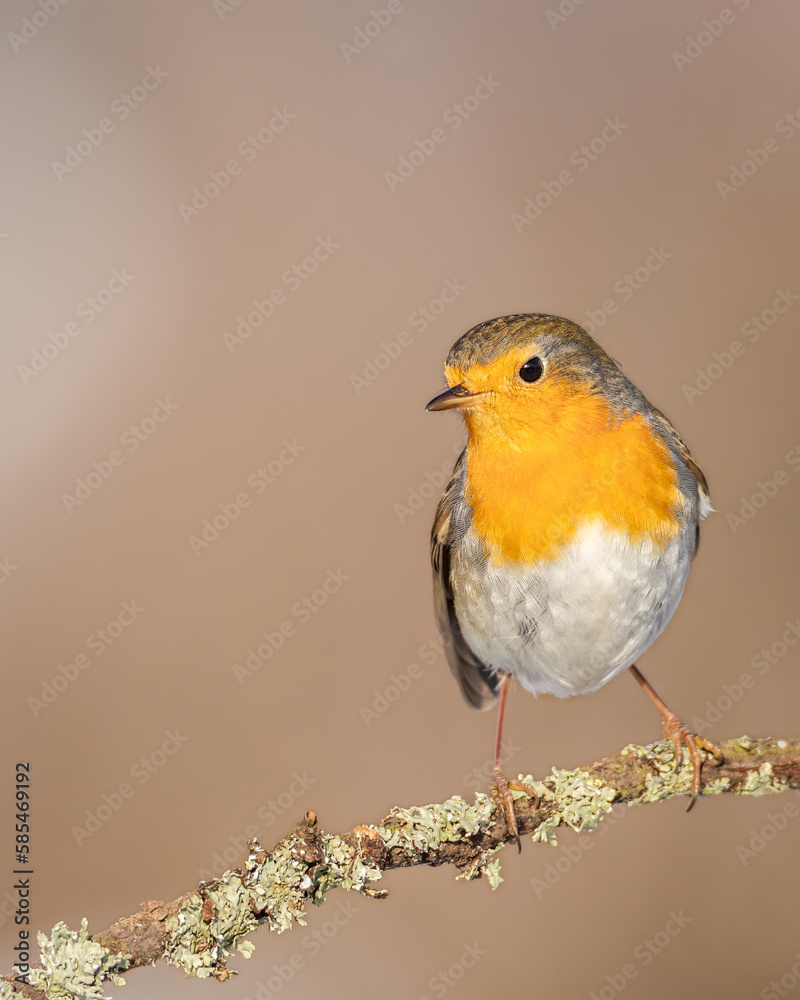 Obraz premium Rudzik Erithacus rubecula