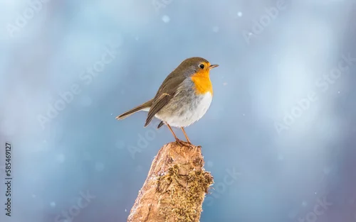 Obraz Rudzik Erithacus rubecula