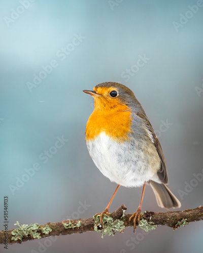 Rudzik Erithacus rubecula