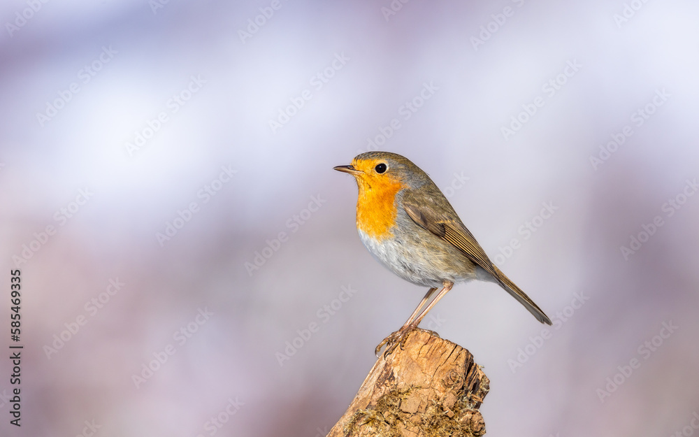 Fototapeta premium Rudzik Erithacus rubecula