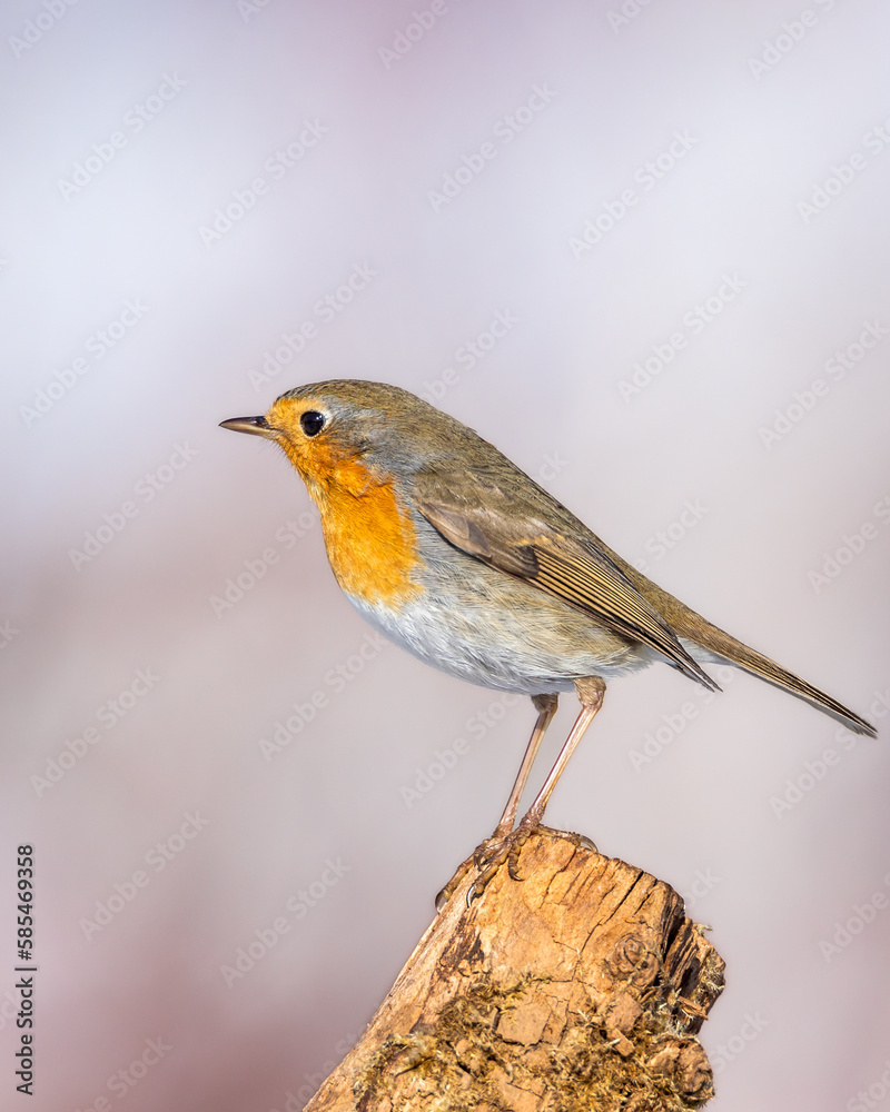 Rudzik Erithacus rubecula Rudzik Erithacus rubecula