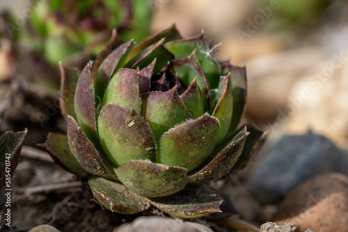 joubarbe sempervivum