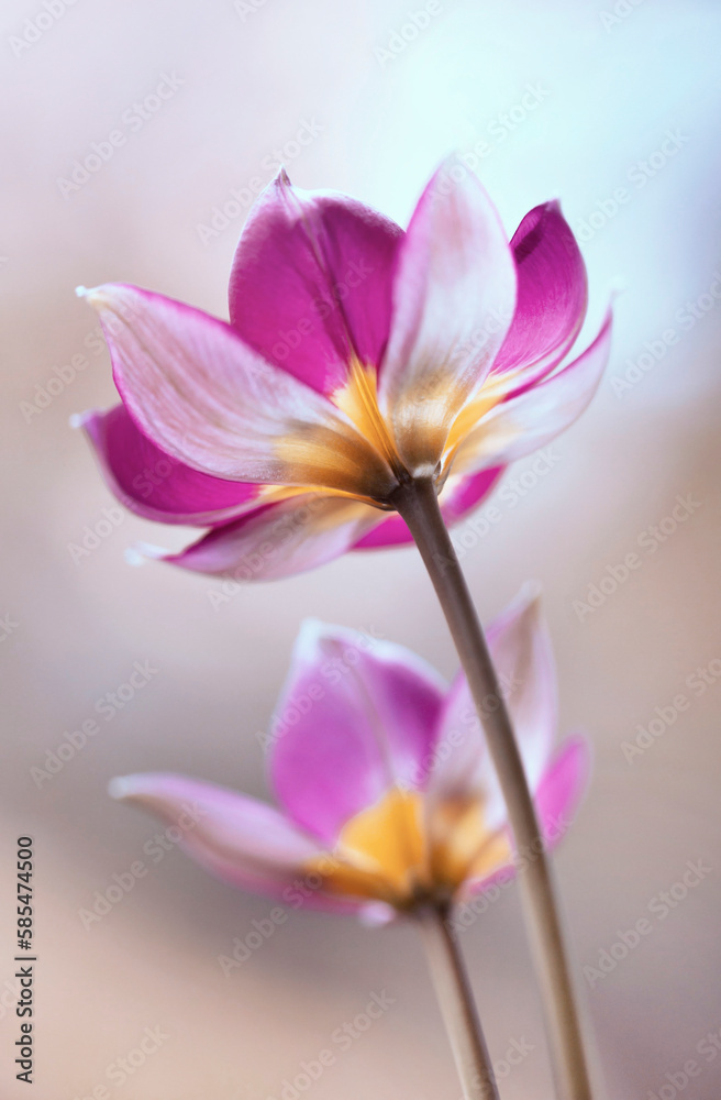 Tulipany botaniczne Lilac Wonder