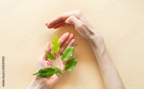 Beautiful female tender hands hold green branches on a bright sky yellow background. The concept of hand care and respect for nature.