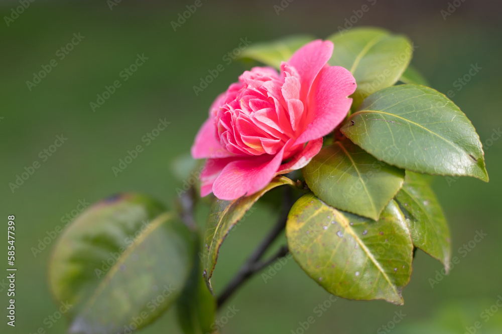 Red-pink camellia flower on a green tree in spring. Red-pink camellia flower on a green tree in spring.
