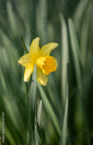 Narcissus  yellow flower on a blurred green background.